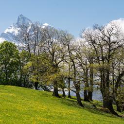 Arbres à l'assaut de la montagne